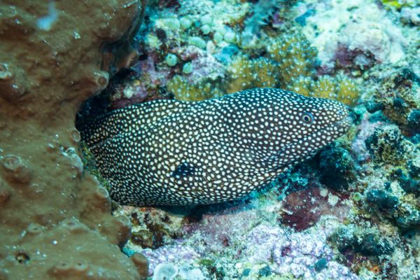Whitemouth Moray - Photo 1