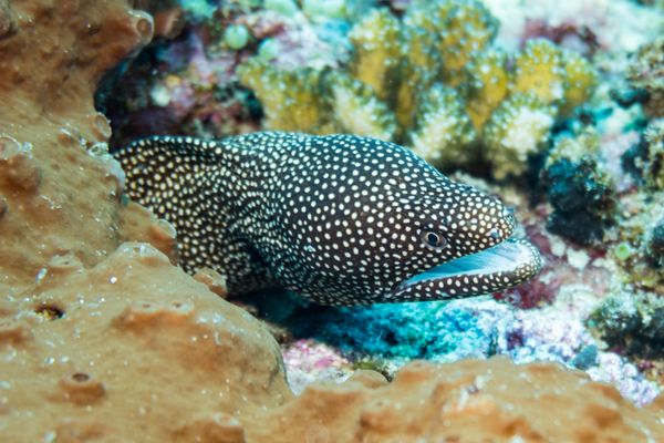 Whitemouth Moray - Photo 2