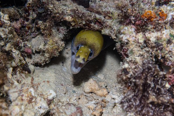 Yellow-headed Moray - Photo 1
