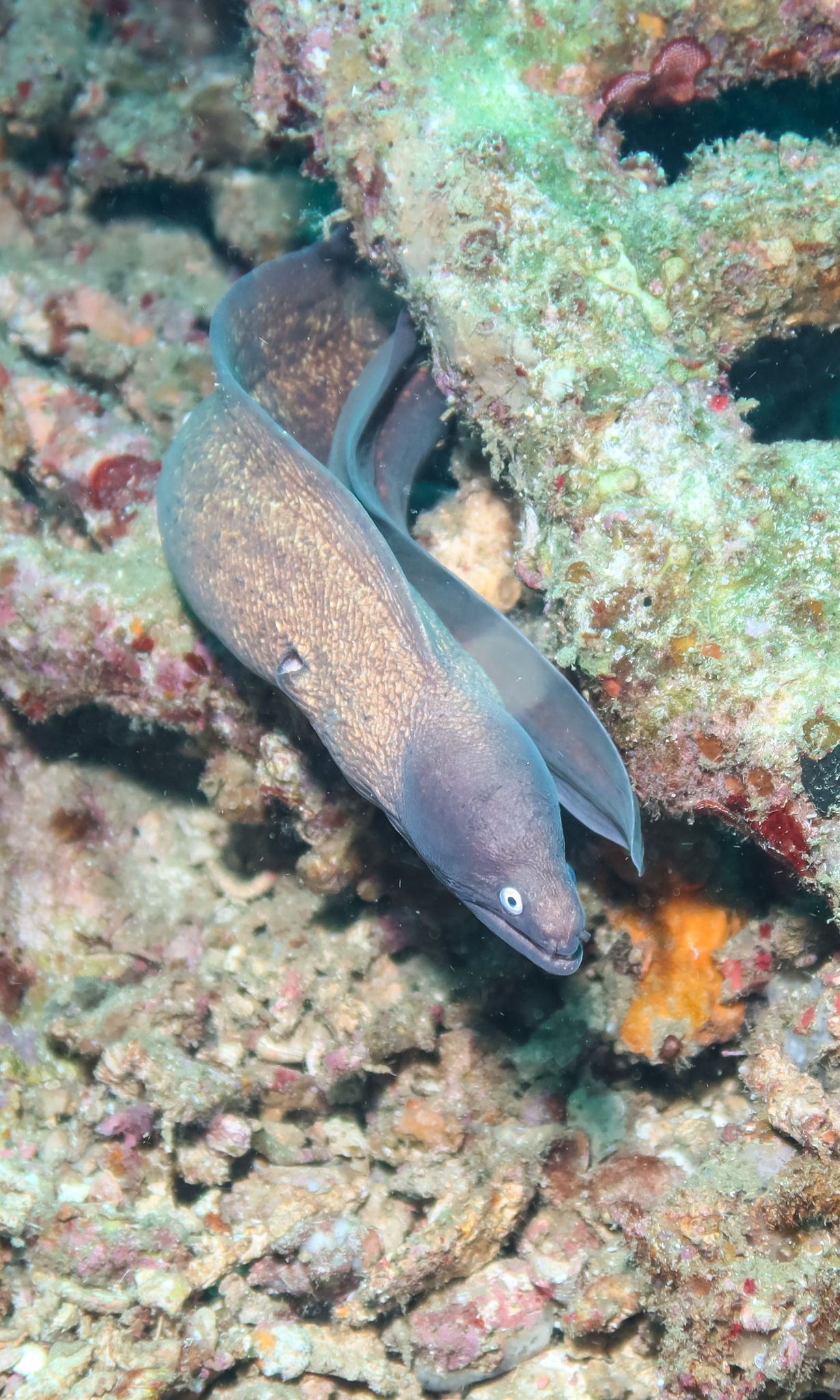 White-eyed Moray