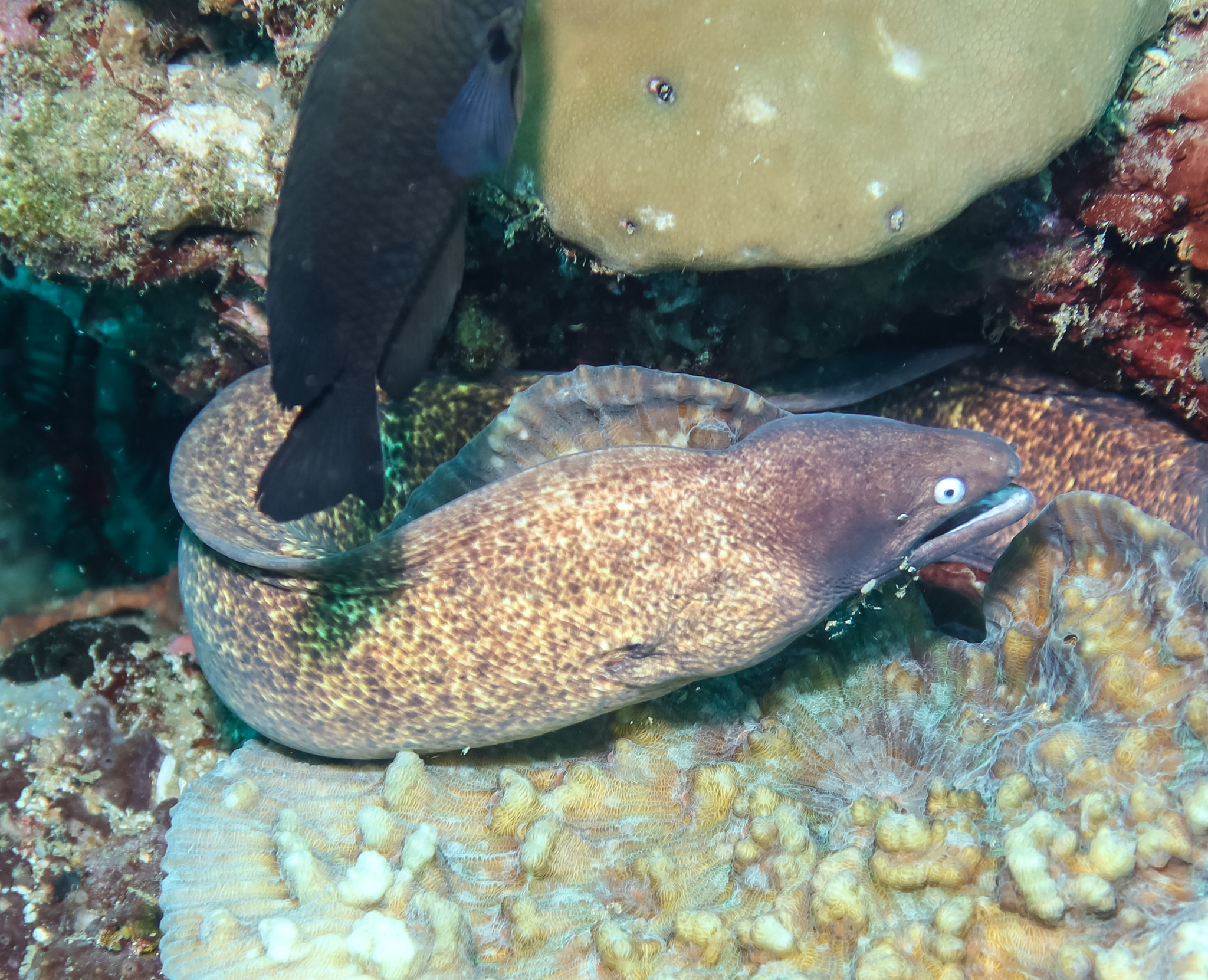 White-eyed Moray