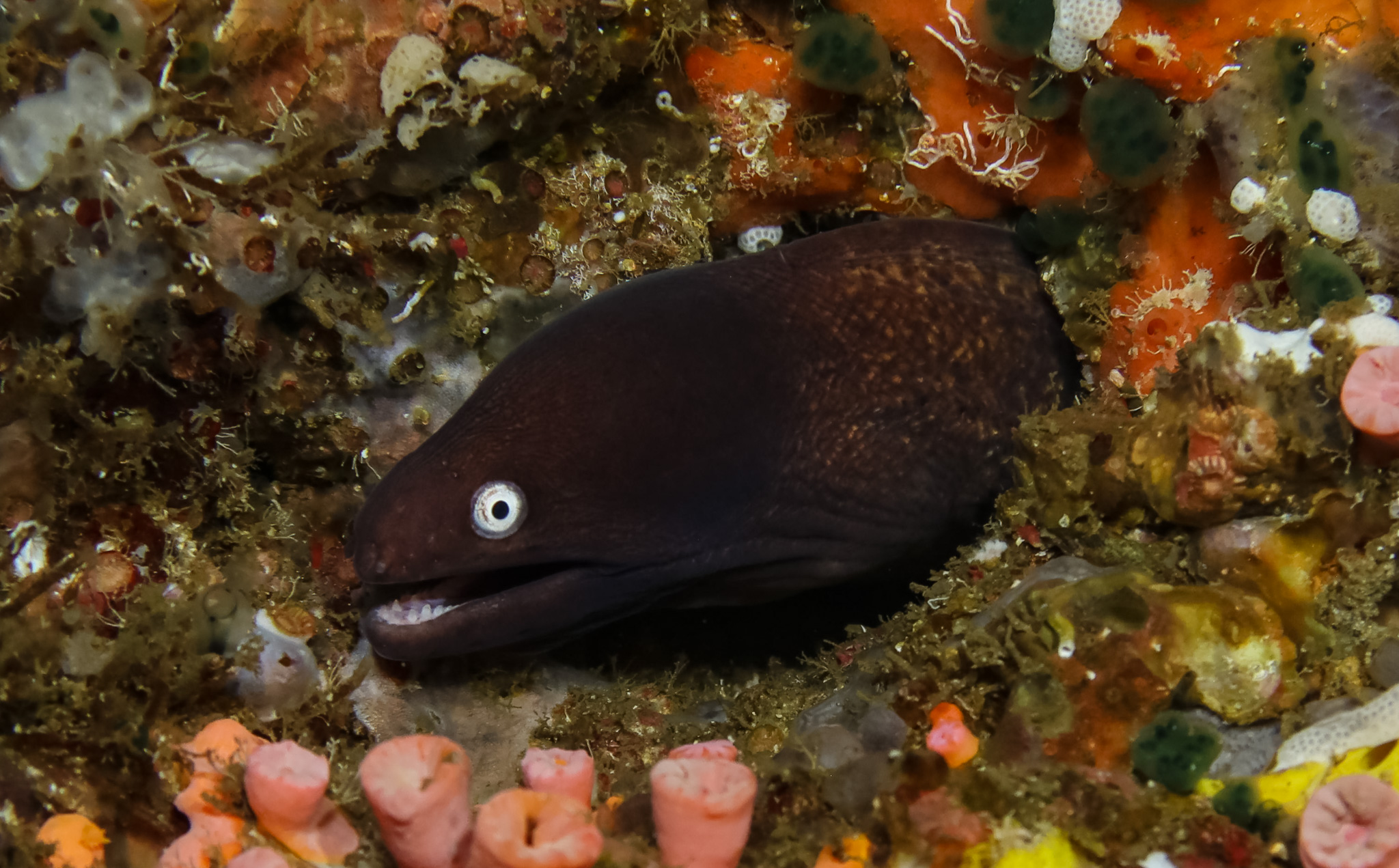 White-eyed Moray