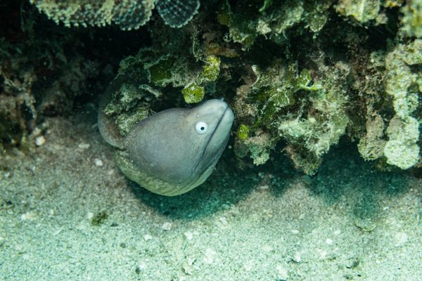 White-eyed Moray - Gili Islands, Indonesia - 7 June 2023 - Dive 13 - Seahorse Bay