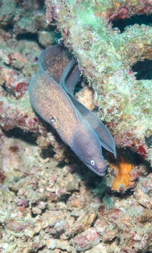 White-eyed Moray from Puerto Galera