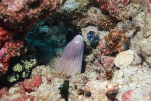 White-eyed Moray