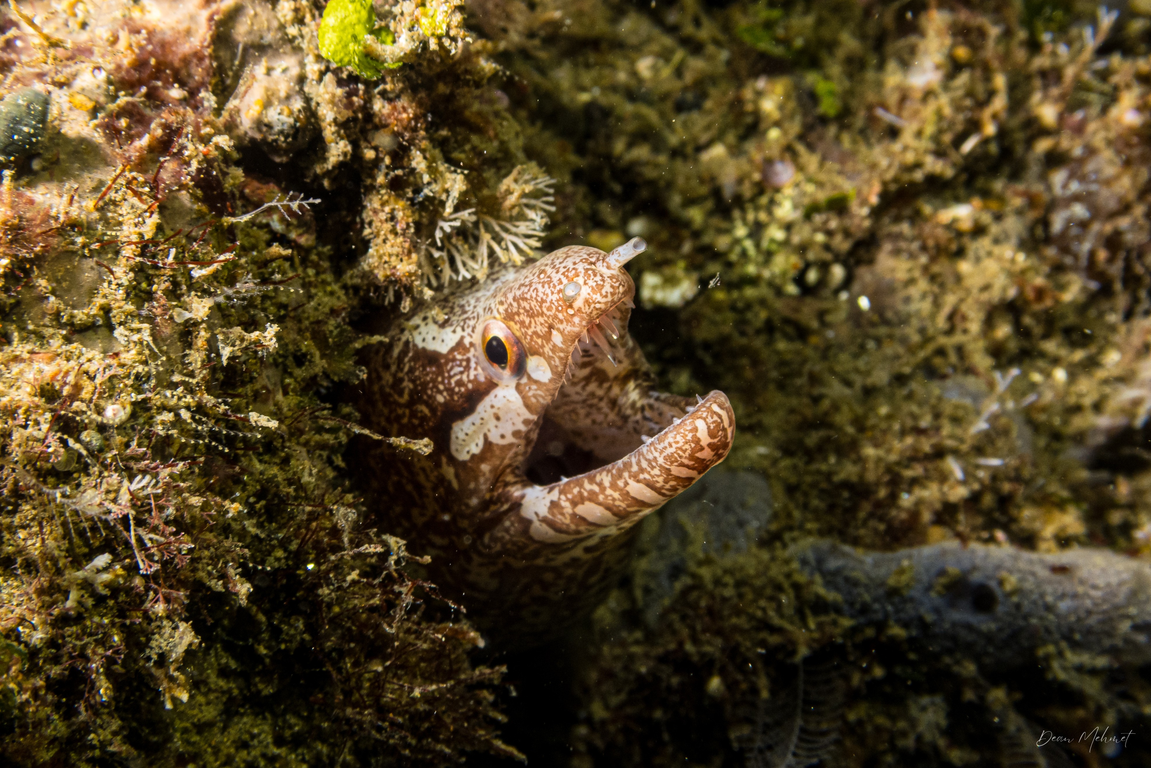 Barred-fin Moray