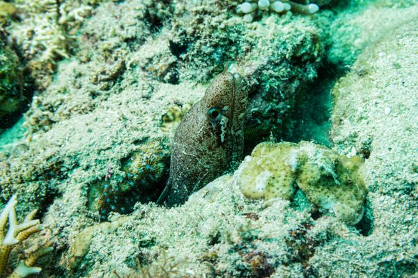 Barred-fin Moray - Photo 1