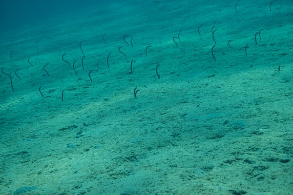 Brown Garden Eel - Photo 1