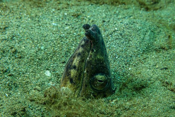 Black-finned Snake Eel - Photo 1