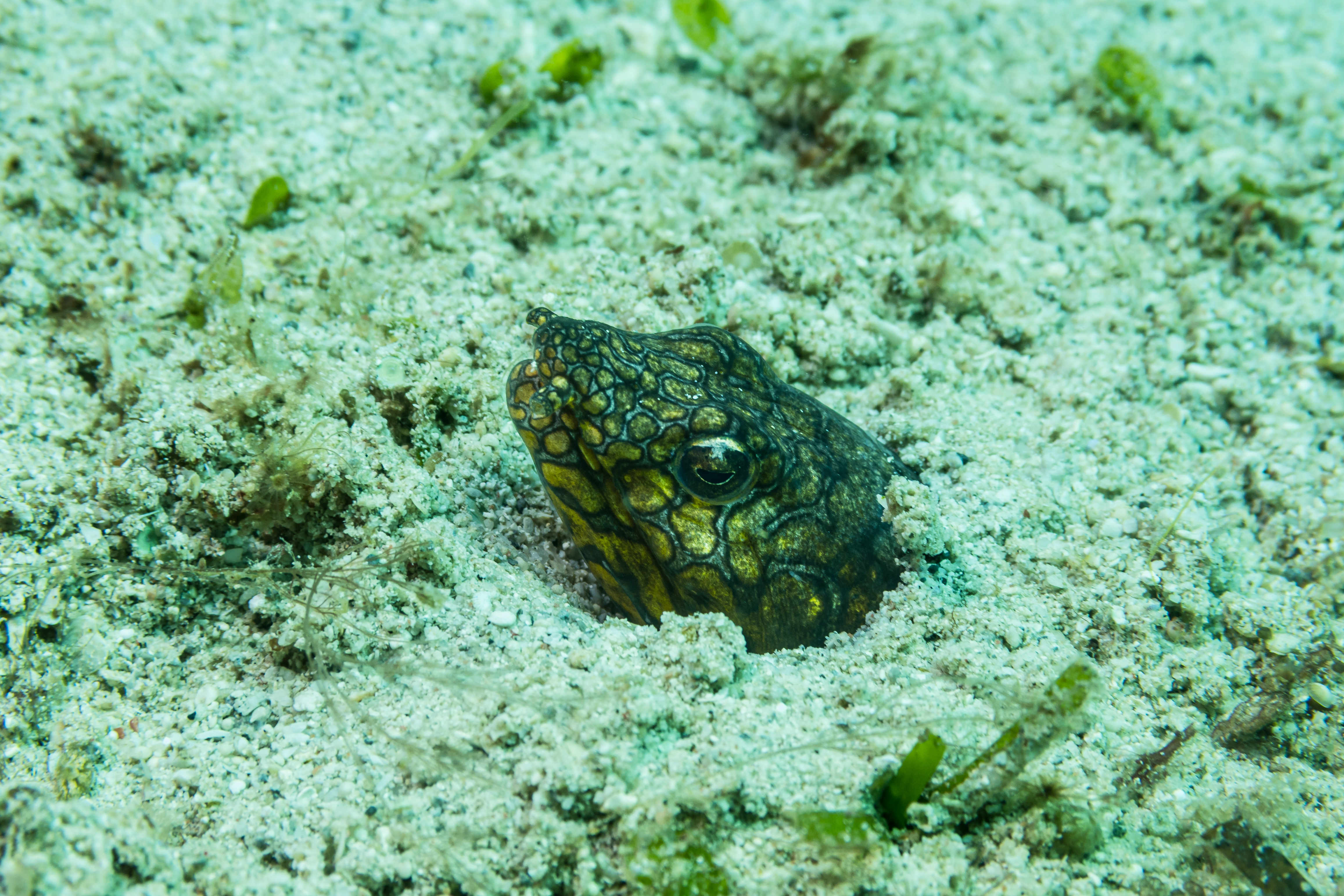 Napoleon Snake Eel