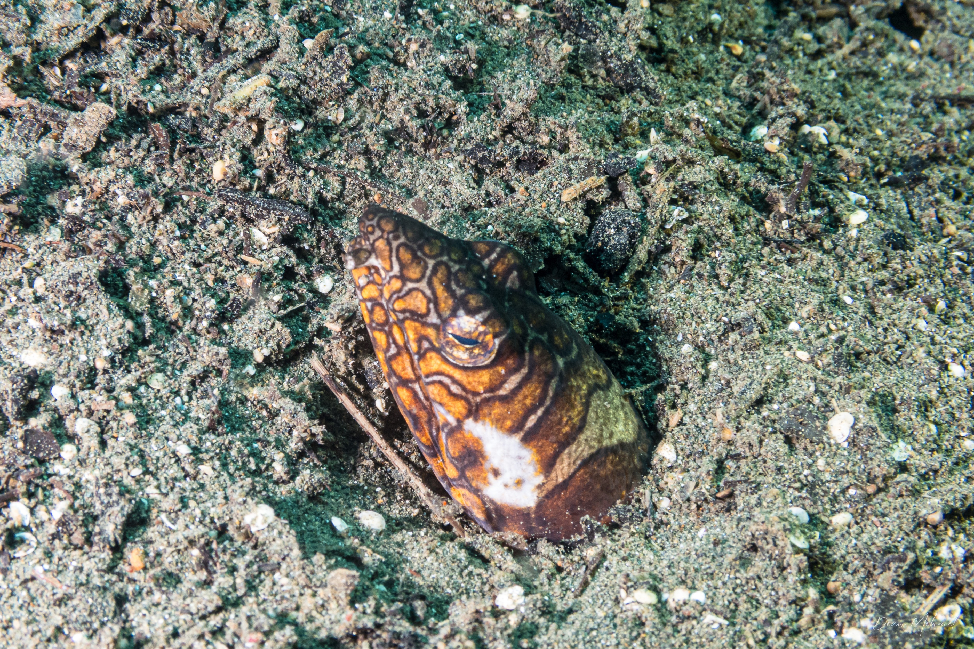 Napoleon Snake Eel
