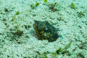 Ophichthus representative species