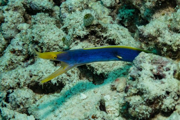 Ribbon Eel - Photo 1