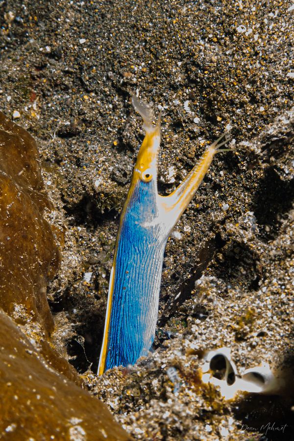 Ribbon Eel - Photo 2