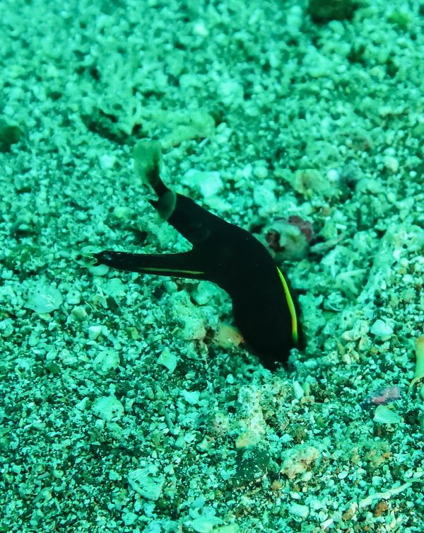 Ribbon Eel - Anilao - 12 June 2025 - Dive 1