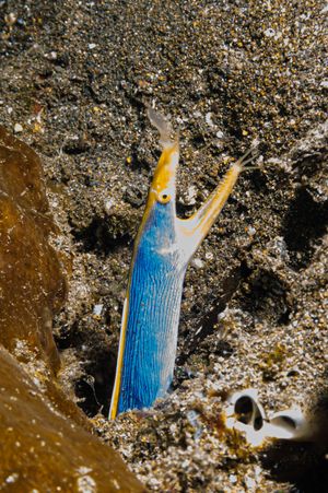 Ribbon Eel