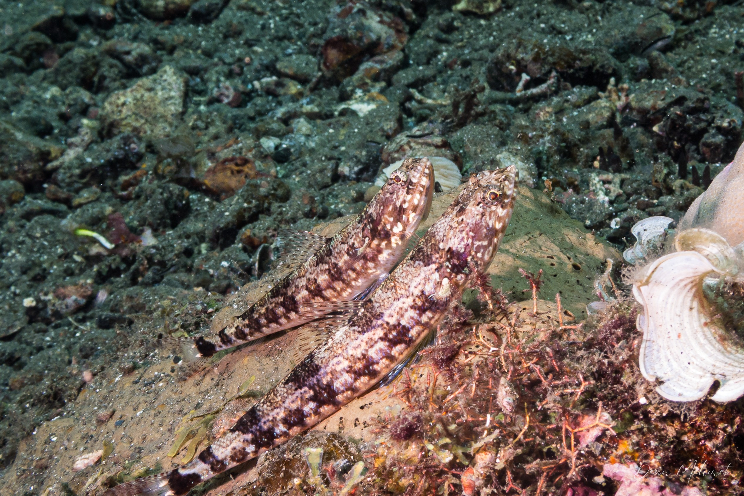 Tailspot Lizardfish