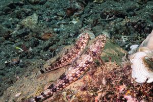 Grinners, Lizardfishes, and Allies representative species