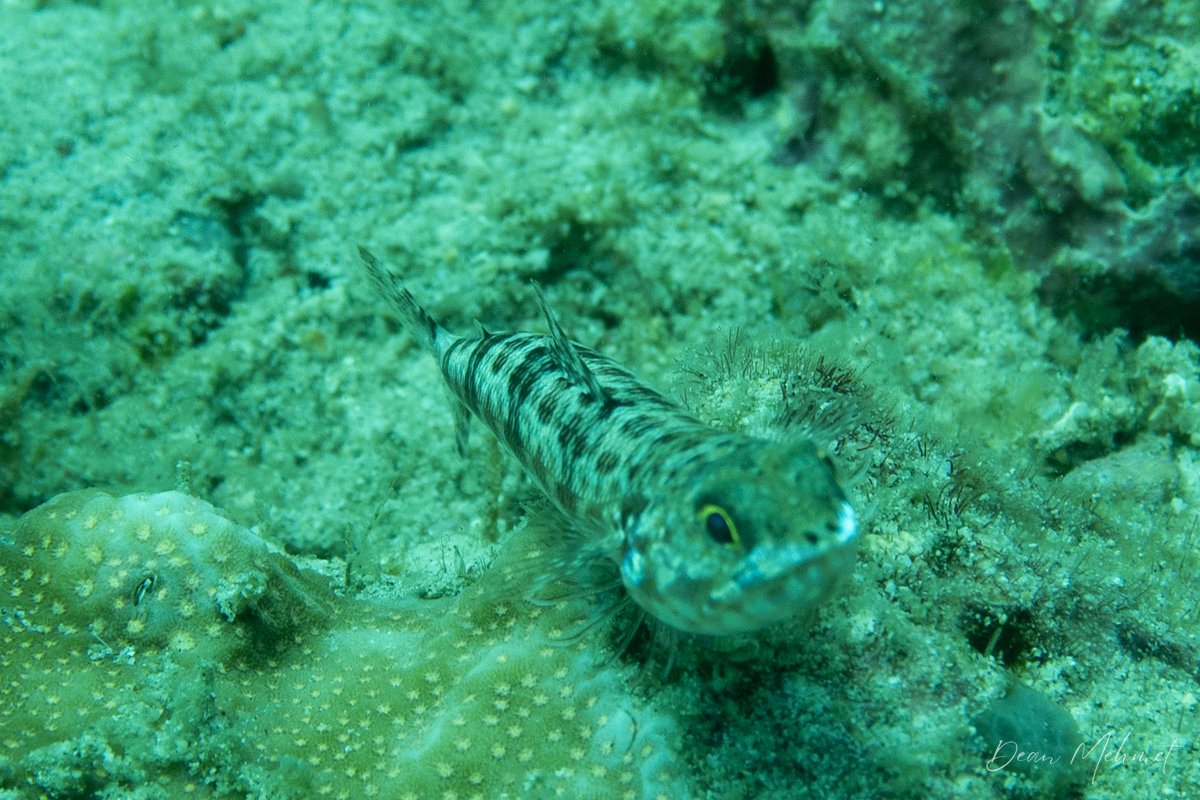 Variegated Lizardfish hero image