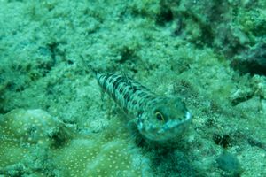 Grinners, Lizardfishes, and Allies representative species