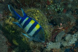 Blennies, Damselfishes and Allies representative species