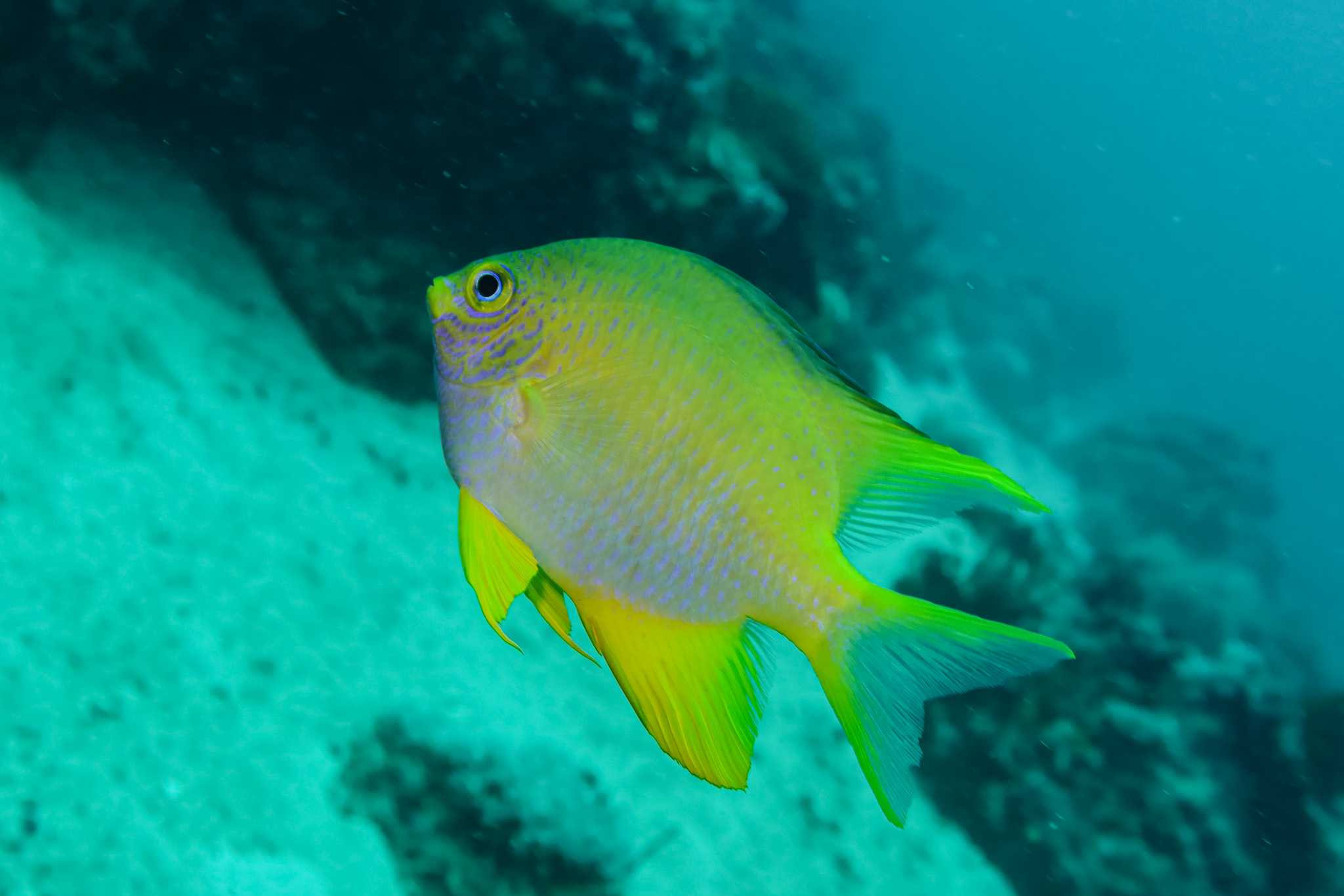 Golden Damselfish