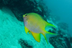 Blennies, Damselfishes and Allies representative species