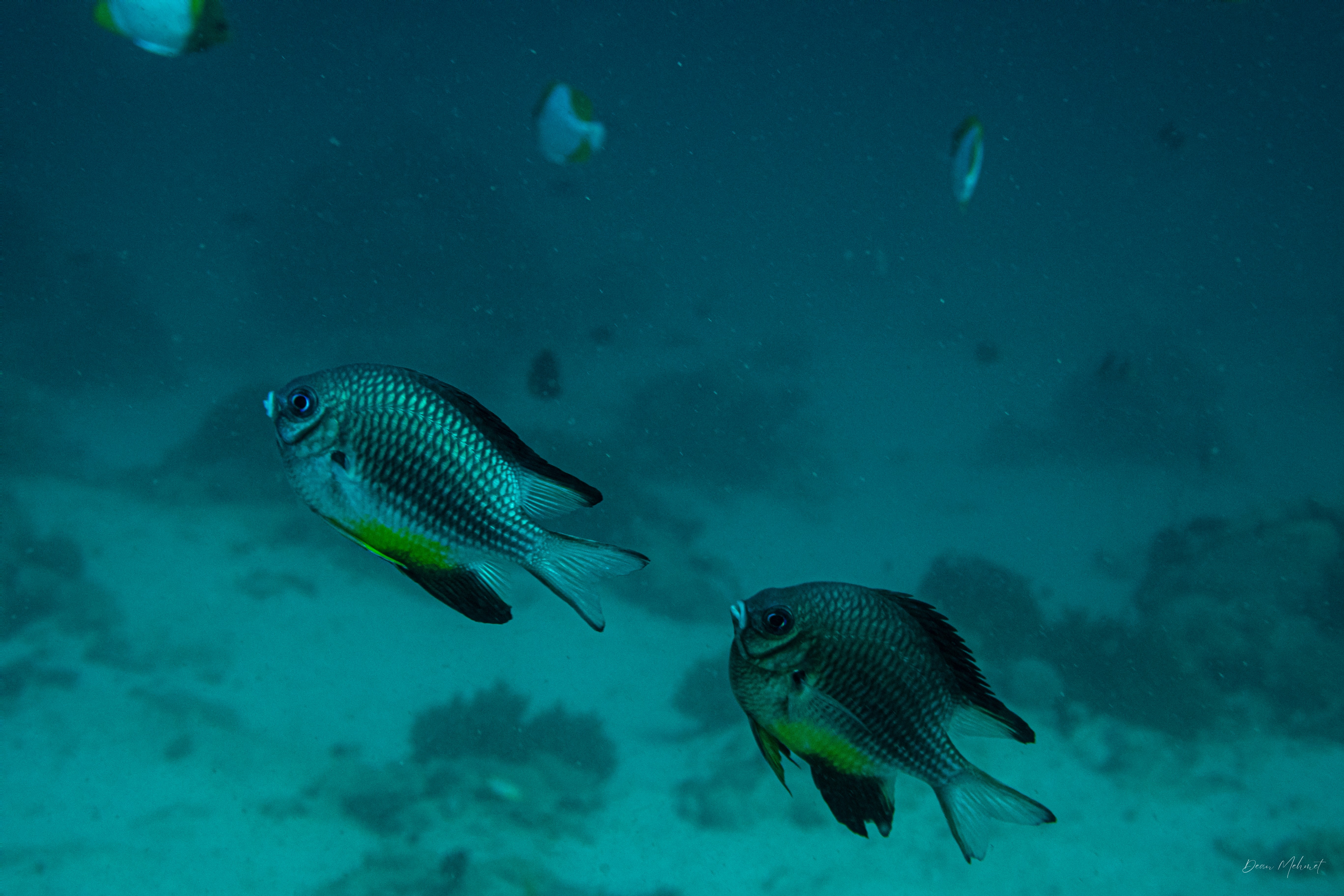 Whitebelly Damsel