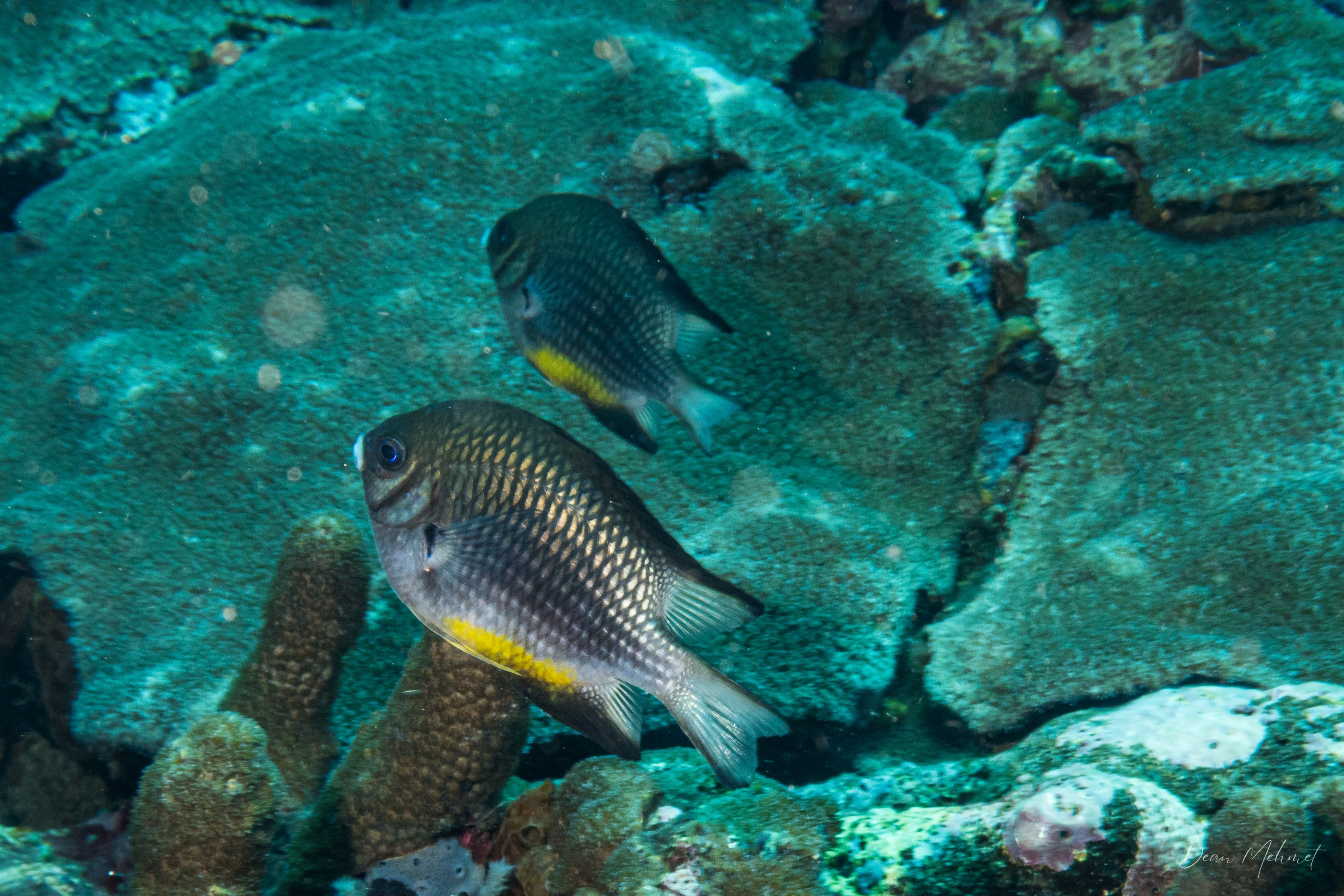 Whitebelly Damsel