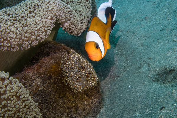 Northern Saddleback Anemonefish - Photo 1