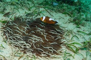 Northern Saddleback Anemonefish