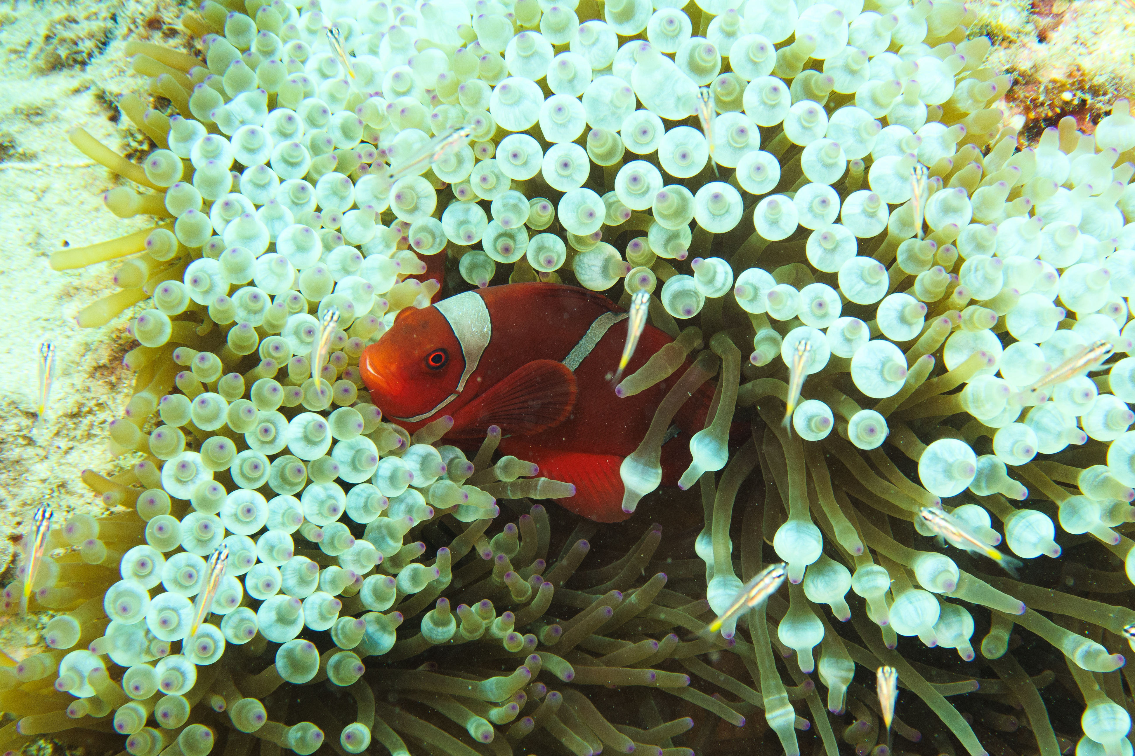Spine-cheek Clownfish