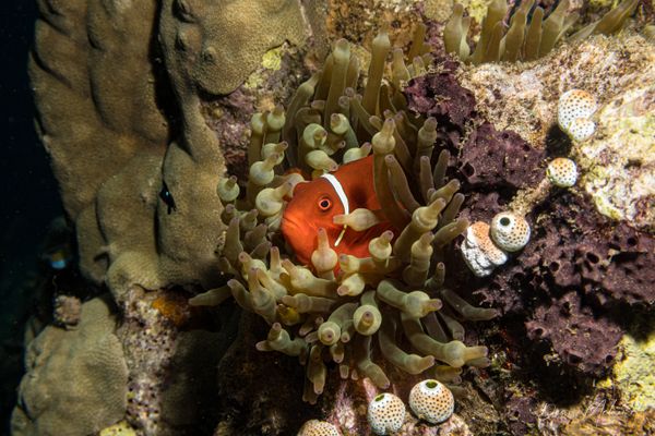 Spine-cheek Clownfish - Photo 2