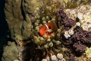 Spine-cheek Clownfish