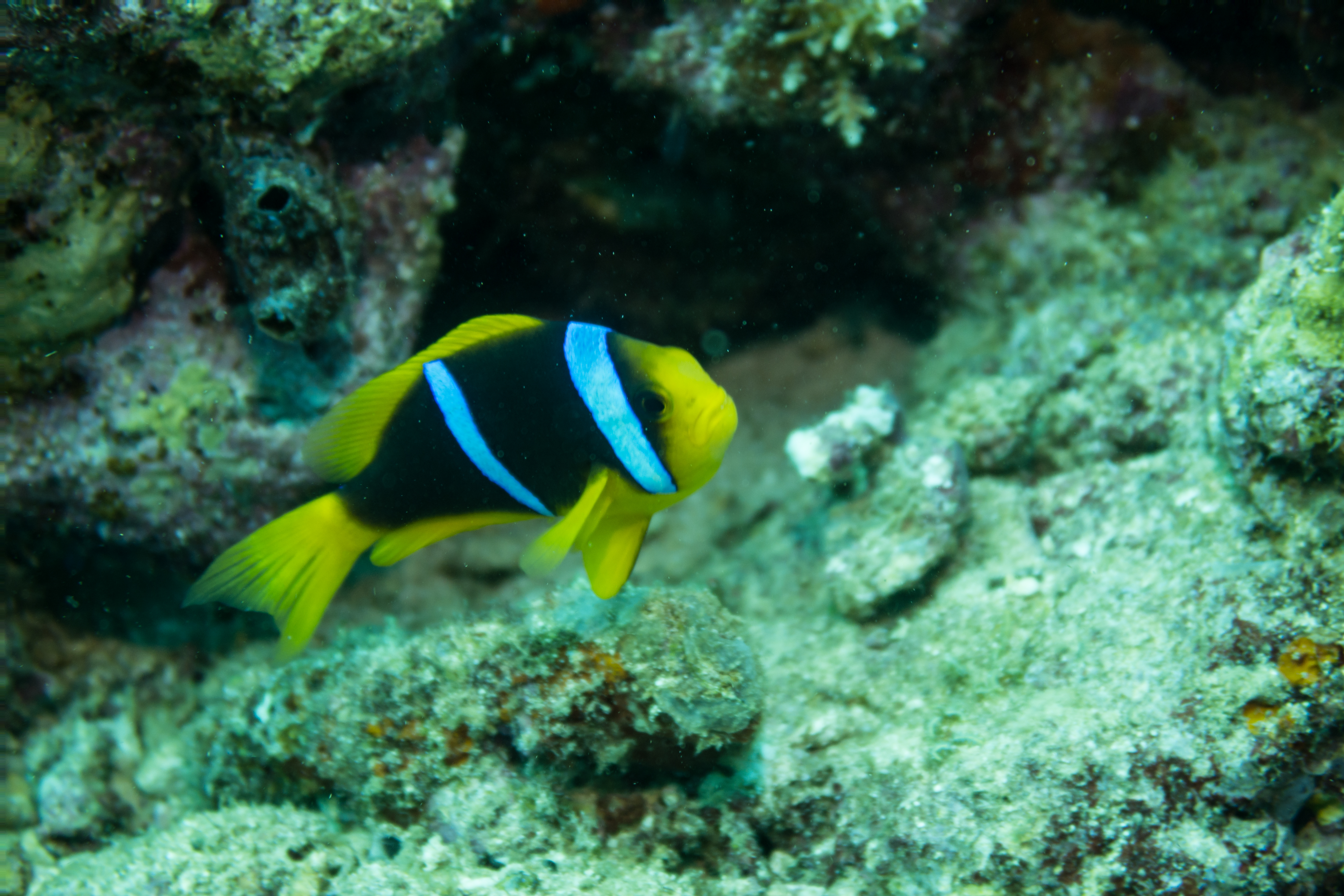 Orangefin Anemonefish