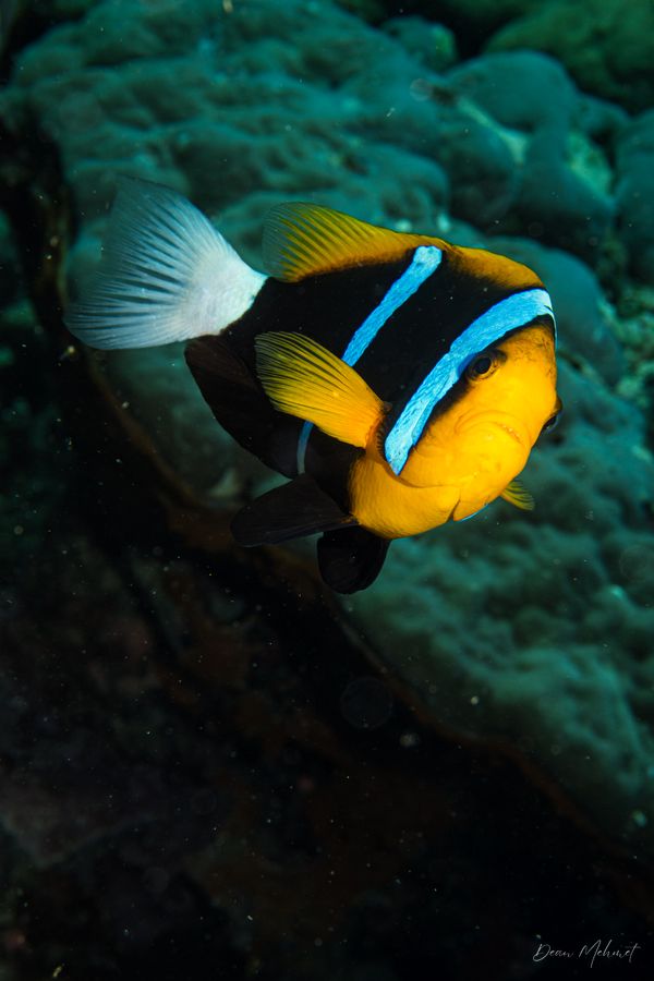 Orangefin Anemonefish - Photo 2
