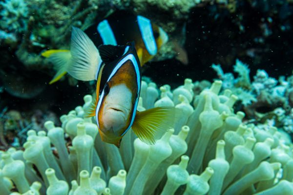 Clarks Anemonefish - Photo 2