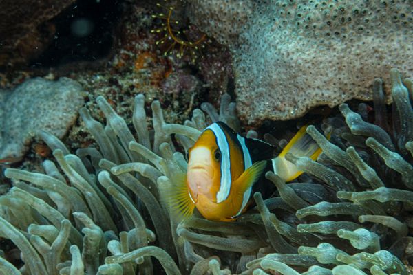Clarks Anemonefish - Photo 4