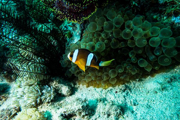 Clarks Anemonefish - Photo 5