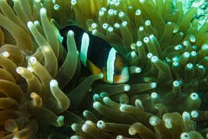 Anemonefishes representative species