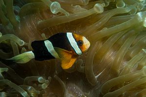Clark's Anemonefish