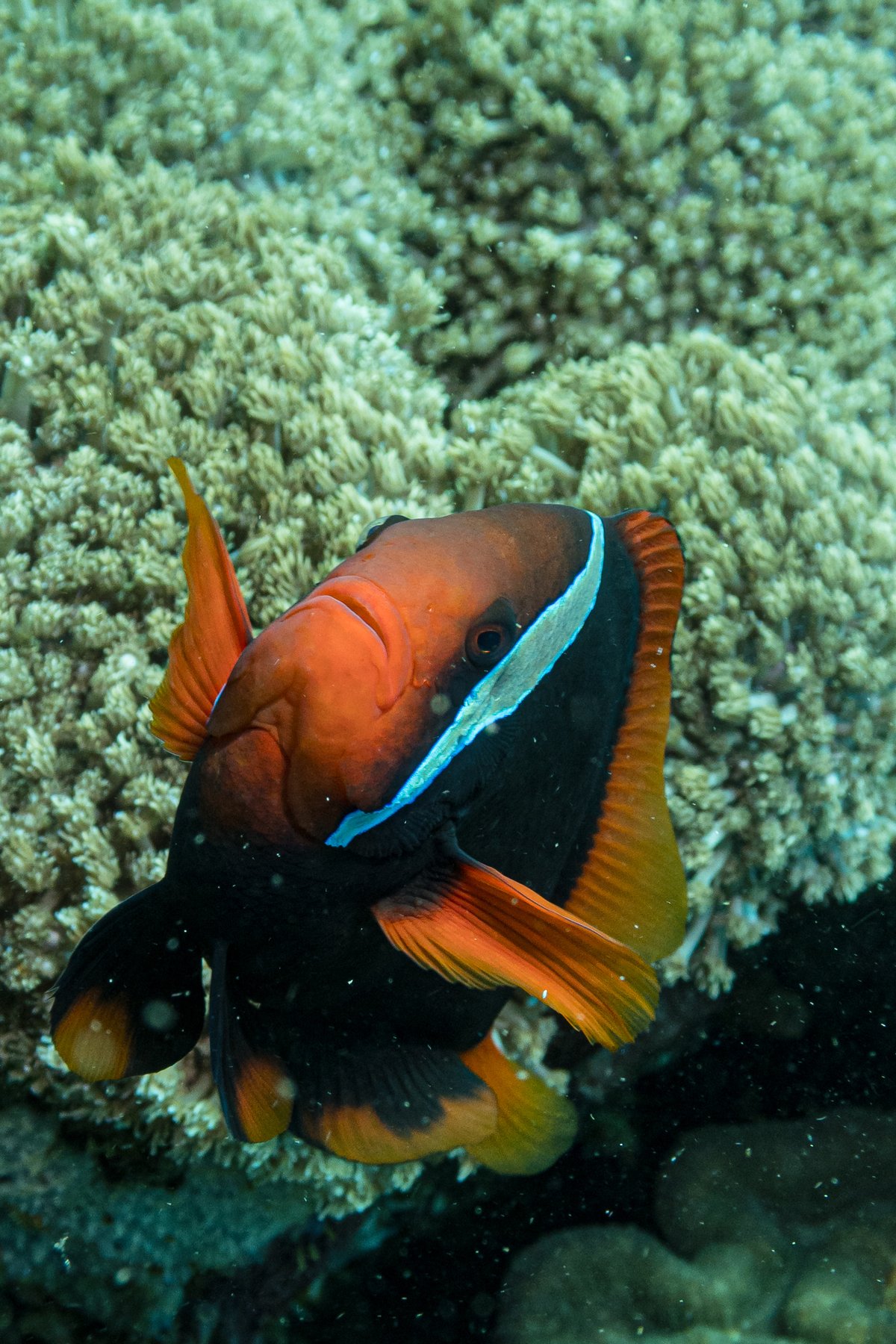 Tomato Clownfish hero image