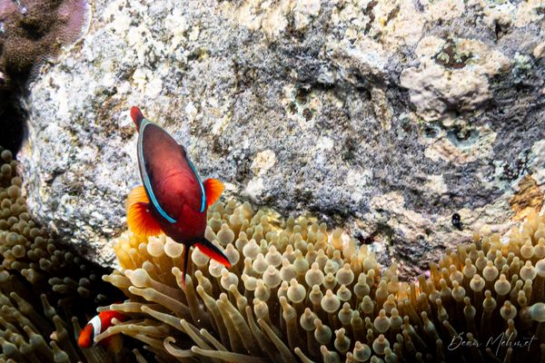 Tomato Clownfish - Photo 2