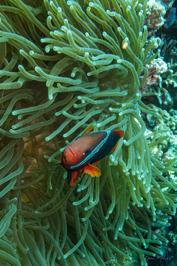 Tomato Clownfish - Dauin - 7 June 2026 - Dive 2 - Katipanan