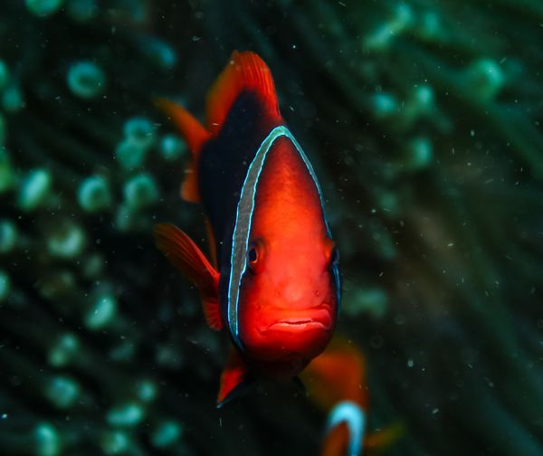 Tomato Clownfish - Photo 4