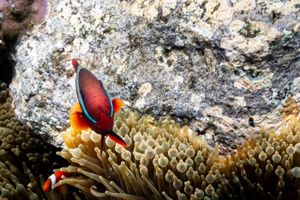 Tomato Clownfish