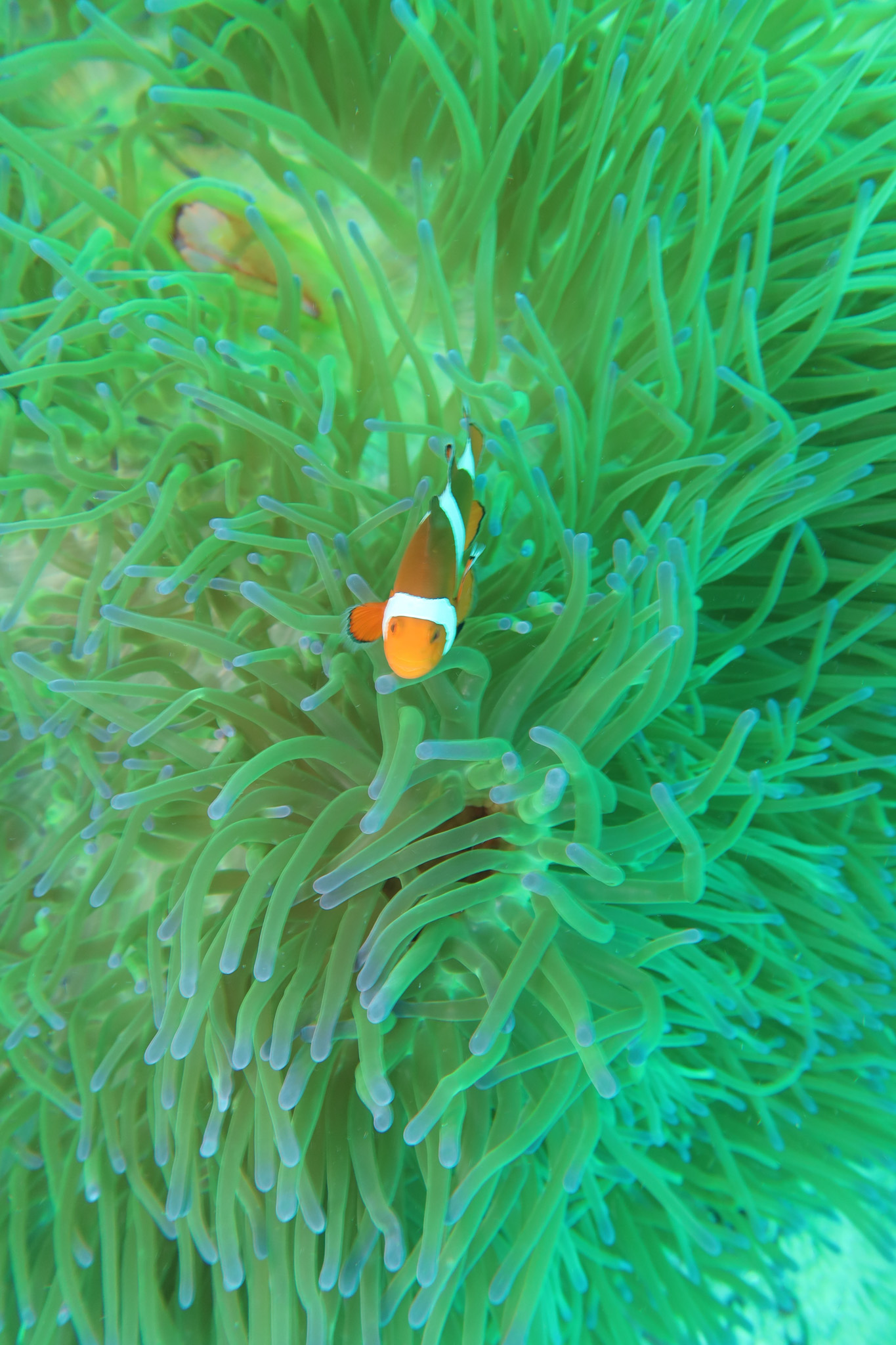 Western Clown Anemonefish