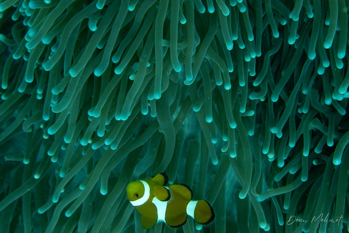 Western Clown Anemonefish hero image