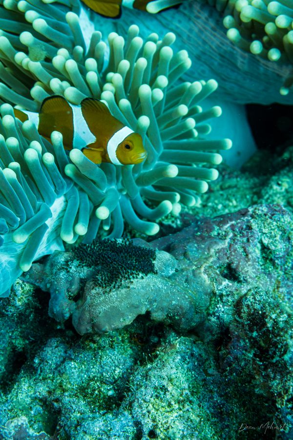 Western Clown Anemonefish - Photo 2