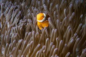 Percula Anemonefish